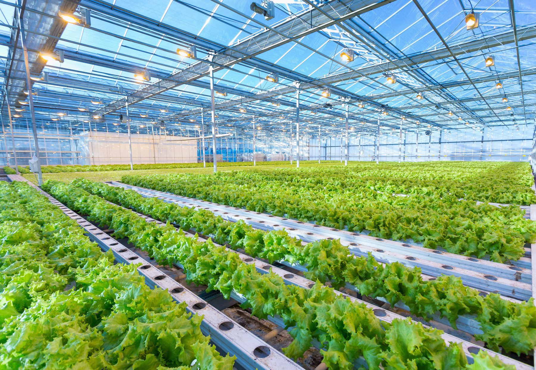 Sustainable Agriculture: The Future of Farming